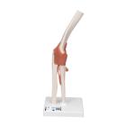 팔꿈치 관절(주관절)모형 Functional Elbow Joint - 3B Smart Anatomy, 1000165 [A83], 관절 모형