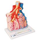폐엽 모형 Pulmonary Lobule with Surrounding Blood Vessels - 3B Smart Anatomy, 1008493 [G60], 폐 모형