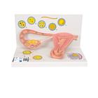 자궁 난소 나팔관 모형 (수정 및 배아 발달 단계 - 2배 확대 표현)  Stages of Fertilization and of the Embryo- 2-times Magnification - 3B Smart Anatomy, 1000320 [L01], 임신 모형