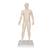 Acupuncture Model, male, 1000378 [N30], 침술 차트 및 모형 (Small)
