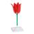 Tulip Flower (Tulipa gesneriana), Model, 1017832 [T210101], 홑떡잎식물 모형 (Small)