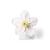 Apple Blossom (Malus pumila), Model, 1017829 [T210161], 쌍떡잎식물 모형 (Small)