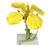 Canola Blossom (Brassica napus ssp. oleifera), Model, 1000531 [T21020], 쌍떡잎식물 모형 (Small)