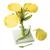 Canola Blossom (Brassica napus ssp. oleifera), Model, 1000531 [T21020], 쌍떡잎식물 모형 (Small)
