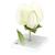 Pea Blossom (Pisum sativum), Model, 1000535 [T21026], 쌍떡잎식물 모형 (Small)