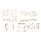 Dog skeleton (Canis lupus familiaris), size M, disarticulated, 1020992 [T300091MU], 포식동물