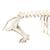 Domestic Pig Skeleton (Sus scrofa domesticus), Female, Specimen, 1020996 [T300131f], 농장 동물 (Small)
