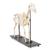 Horse Skeleton (Equus ferus caballus), Male, Specimen, 1021003 [T300141m], 농장 동물 (Small)