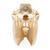 Horse Skull (Equus ferus caballus), Specimen, 1021006 [T300171], 농장 동물 (Small)