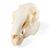 Rabbit Skull (Oryctolagus cuniculus var. domestica), Specimen, 1020987 [T300191], 설치류 (Small)