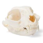 Cat Skull (Felis catus), Specimen, 1020972 [T300201], 포식동물