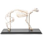 Cat Skeleton (Felis catus), Flexibly Mounted, Specimen, 1020970 [T300391], 포식동물