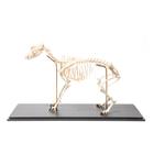 Dog Skeleton (Canis lupus familiaris), Size L, Flexibly Mounted, Specimen, 1020991 [T300401L], 포식동물