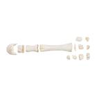 Horse metacarpal bones, 1021067 [T30068], 골학