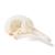 Pigeon Skull (Columba livia domestica), Specimen, 1020984 [T30071], 치과 (Small)