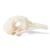 Pigeon Skull (Columba livia domestica), Specimen, 1020984 [T30071], 조류 (Small)