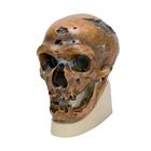 라샤펠오생호모 (사피엔스) 네안데르탈렌시스 두개골 모형 Replica Homo Neanderthalensis Skull (La Chapelle-aux-Saints 1), 1001294 [VP751/1], 두개골 모형