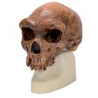 호모 로데시아인 모형  Replica Homo rhodesiensis Skull (Broken HillŸ Woodward, 1921), 1001297 [VP754/1], 두개골 모형