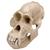 Orangutan Skull (Pongo pygmaeus), Male, Replica, 1001300 [VP761/1], 영장류 (Small)