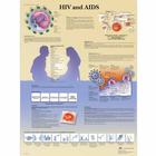 HIV and AIDS Chart, 1001610 [VR1725L], 성교육
