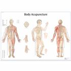 Body Acupuncture Chart, 1001626 [VR1820L], 침술 차트 및 모형