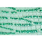 Bryophyta (Liverworts and Mosses) - English Slides, 1003972 [W13043], 영어