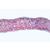Angiospermae I. Gymnospermae - English Slides, 1003974 [W13045], 현미경 슬라이드 LIEDER (Small)