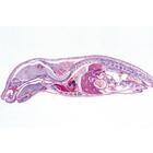 Pig embryology (Sus scrofa) - English Slides, 1003987 [W13058], 영어