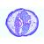 The Ascaris megalocephala Embryology - German, 1013478 [W13084], 세포 분열 (Small)