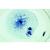 Mitosis and Meiosis Set I, 1013468 [W13456], 현미경 슬라이드 LIEDER (Small)
