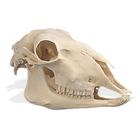 Sheep Skull (Ovis aries), Replica, 1005105 [W19011], 소목