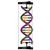 DNA Double Helix Model, Student Kit, 1005300 [W19780], DNA 모형 (Small)