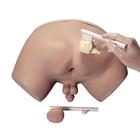 전립선 검사 시뮬레이터 Prostate Examination Simulator, 1005594 [W44014], 남성 검사